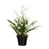 Deko-Orchidee Oncidie Dancing Queen In Weiß-grün -Heimtextilien creativ green deko orchidee oncidie dancing queen in weiss grun